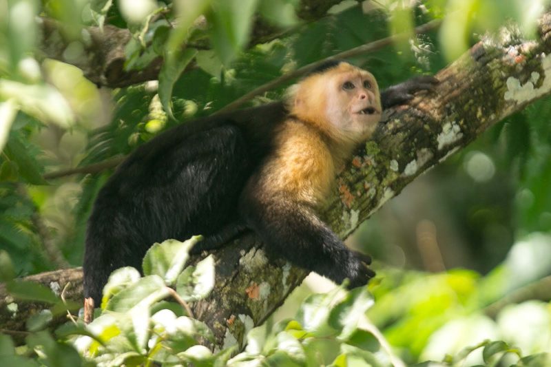 A white-faced capuchin looks for higher ground at Monkey Island in Panama.