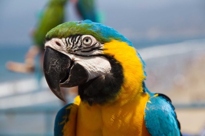 A bird at Venice Beach, California.