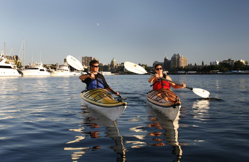 See marine life close up while kayaking in Victoria harbour.