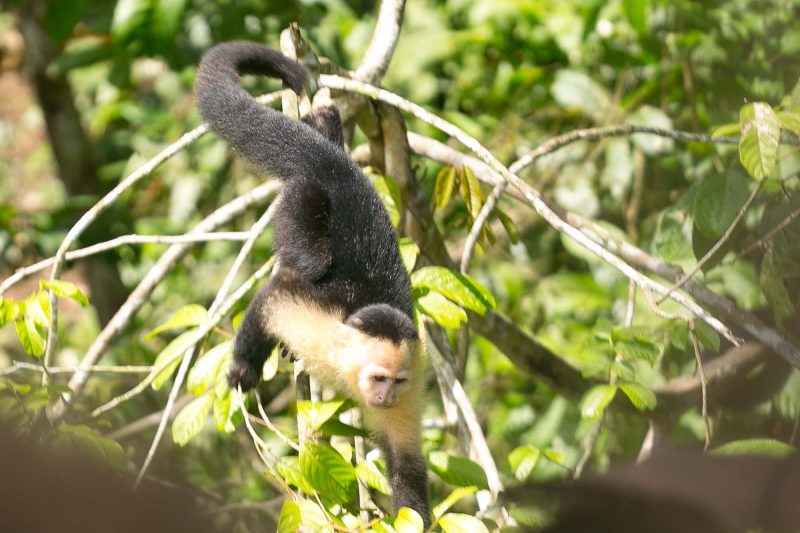 A white-faced capuchin approaches our boat at Monkey Island in Panama.
