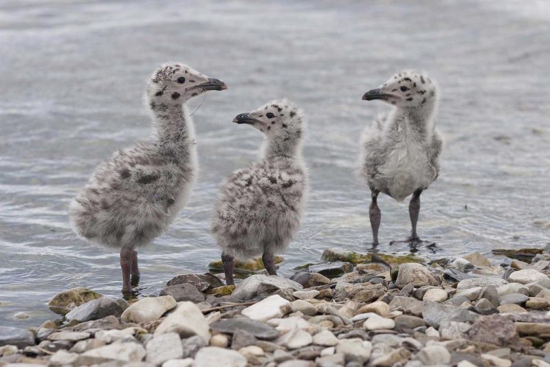 Native birds in Cape St. Mary's Ecological Reserve on Avalon Peninsula, Newfoundland.