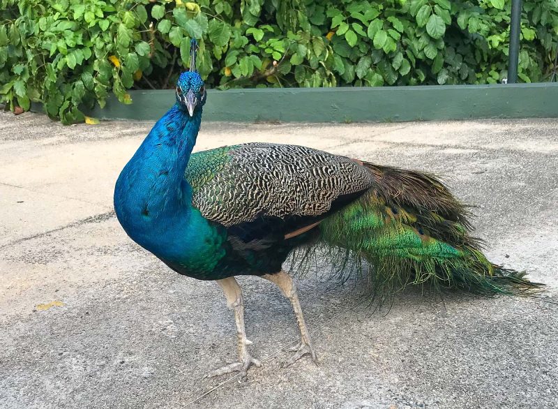 A peacock struts around at the cruise terminal in Cartagena, Colombia. 
