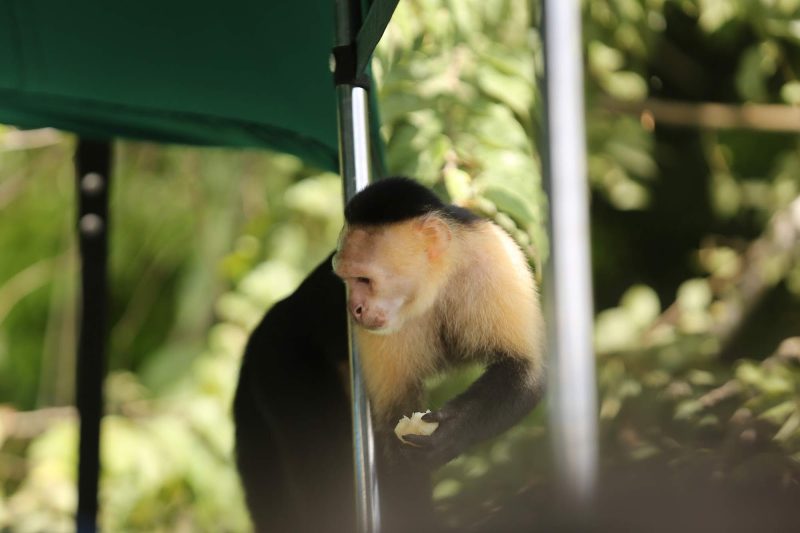 A white-faced capuchin is rewarded with a snack after climbing onto or boat at Monkey Island in Panama.