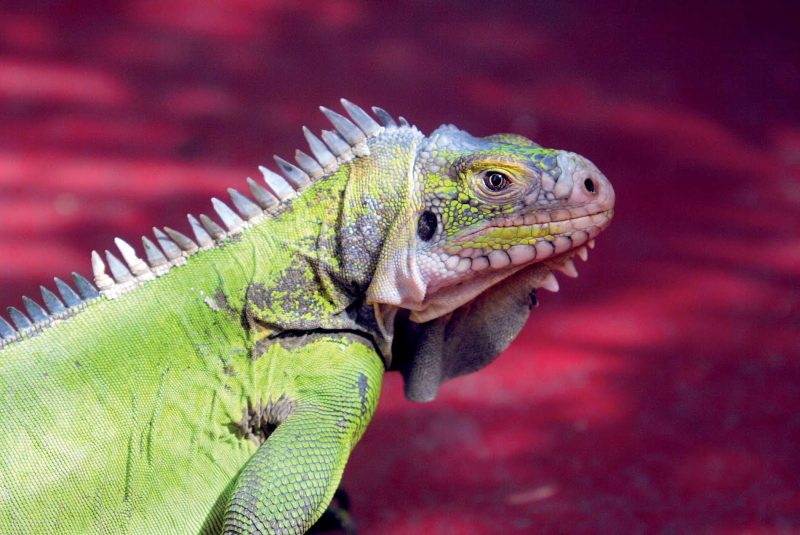 The local wildlife on Guadeloupe includes colorful iguanas.