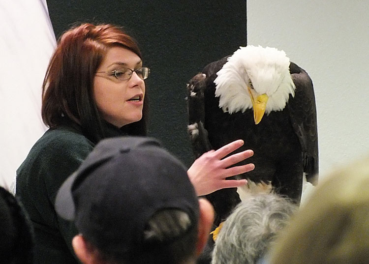 Visit the Alaska Raptor Center in Sitka to see injured bald eagles being nursed back to health. 