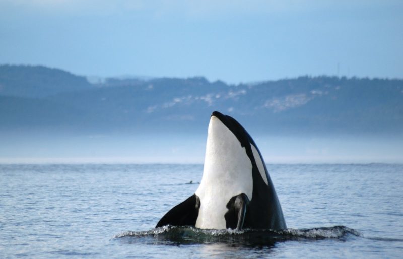 Hello to you, too! Whale watching is a favorite pastime in British Columbia.