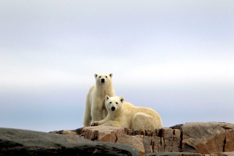 During your cruise aboard the Hurtigruten cruise ship Fram you'll have the chance to capture amazing photos of polar bears in their natural habitat.