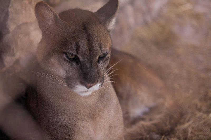 A female mountain lion at Santuario Animal de Cochahuasi near Cusco, Peru.