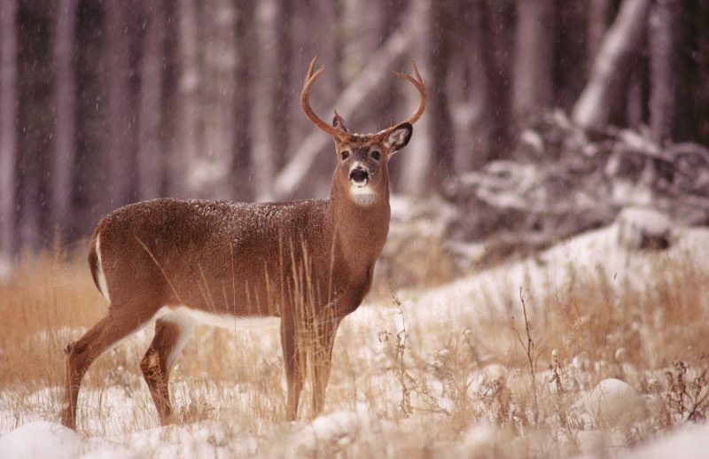 A white-tailed deer in an early snow in Duplessis (Cote-Nord), Quebec.