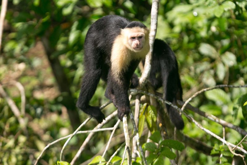 A white-faced capuchin checks out lunch opportunities during a tour boat's visit to Monkey Island in Panama.