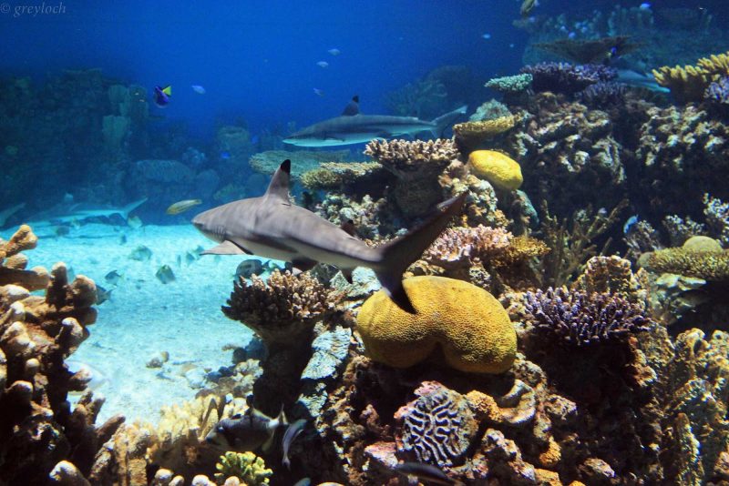 A nighttime shot of the new Black-tipped Reef Sharks at the National Aquarium in Baltimore.