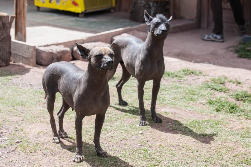Hairless dogs at Santuario Animal de Cochahuasi near Cusco, Peru.