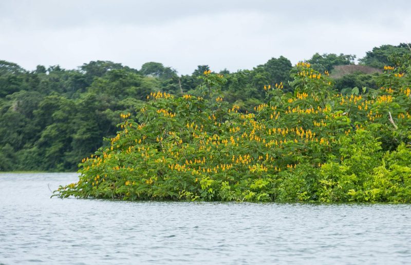 Wildflowers along Gatun Lake, the manmade waterway that connects the Atlantic and Pacific oceans.