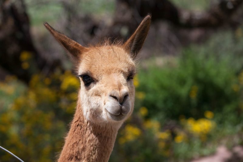 Vicuña