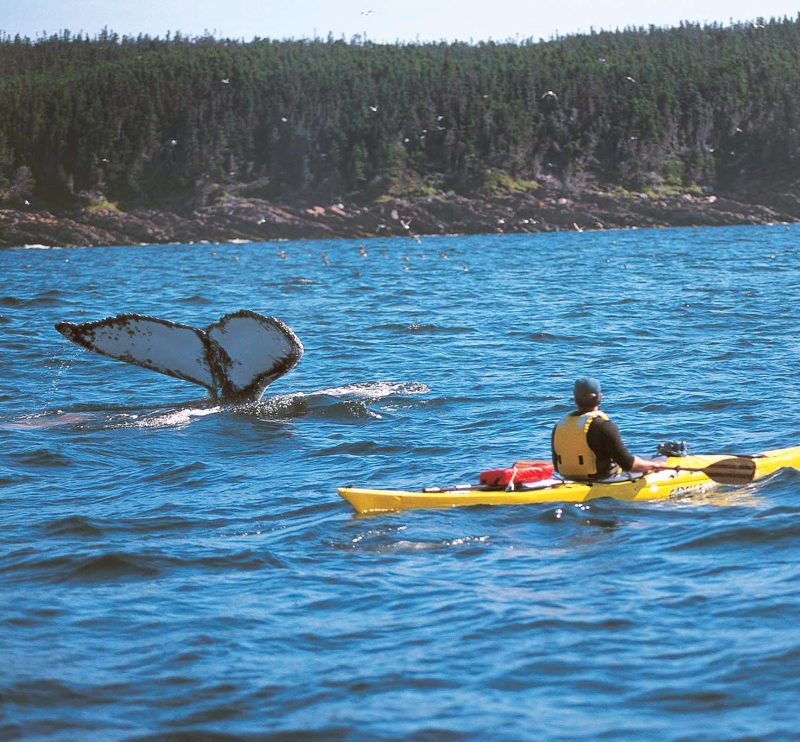 A kayaker in Witless Bay spots a whale tail along the eastern coast of Newfoundland.