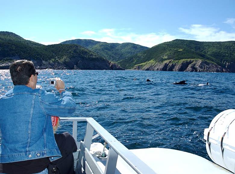 Book a whale watching tour to glimpse whales feeding, breaching and migrating.