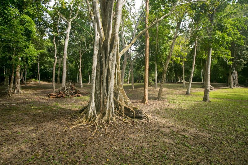 The trippy-looking trees at the Mayan ruins of Dzibanche in Mexico's Costa Maya region.
