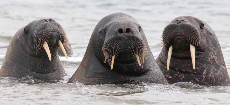 As a guest on the Hurtigruten expedition cruise ship Fram, you'll spot walruses and other arctic marine life during your sailing around the Svalbard islands.