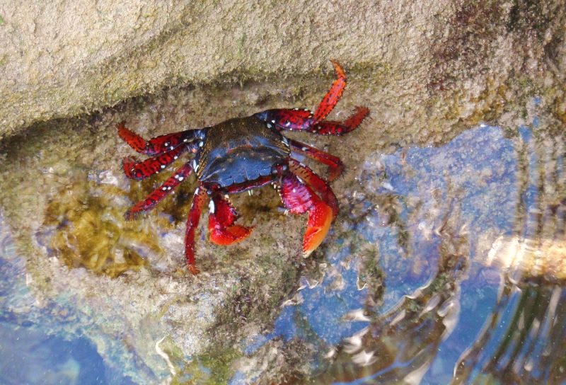 The Bermuda Land Crab, also known as the Blackback Land Crab and Red Land Crab.