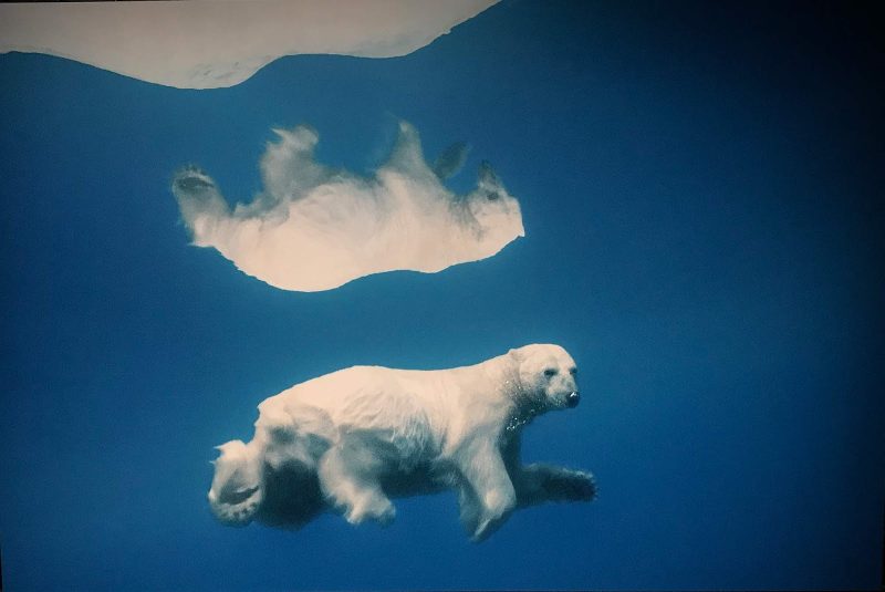 “Reflection Bear,” an example of wildlife photography at Fotografiska in the Södermalm district of Stockholm.