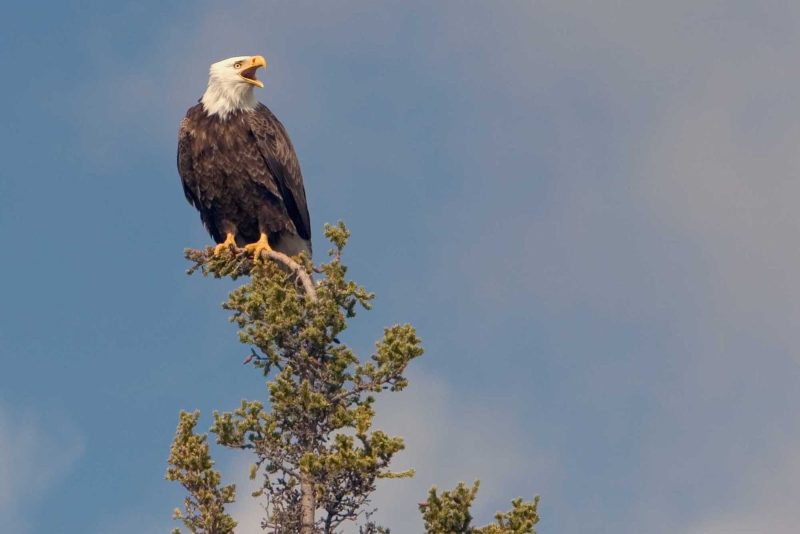 A protected eagle in Cape St. Mary's Ecological Reserve, Avalon, Newfoundland.