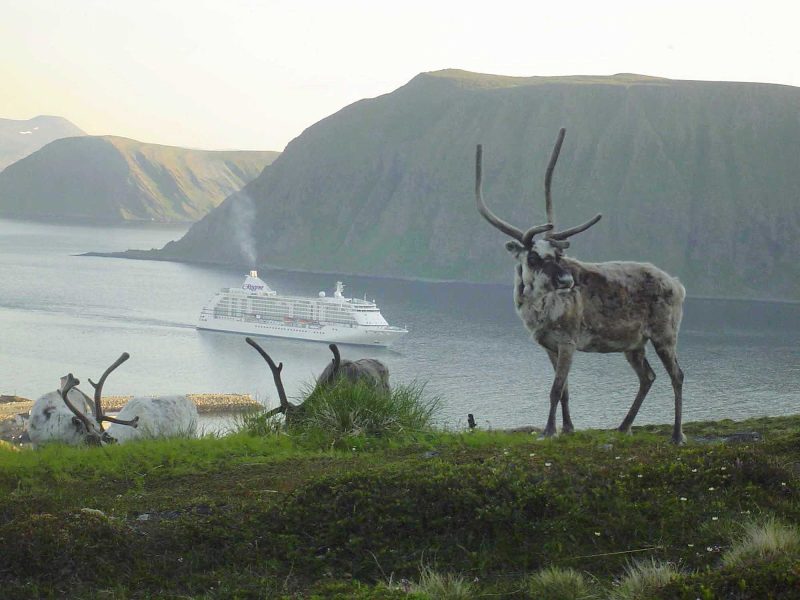 Sail to Norway on board Seven Seas Voyager and discover local wildlife playing reindeer games.