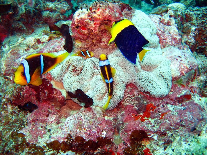 Scuba or snorkel to see brilliantly colored fish in the tropical blue waters of Tonga in the South Pacific. 