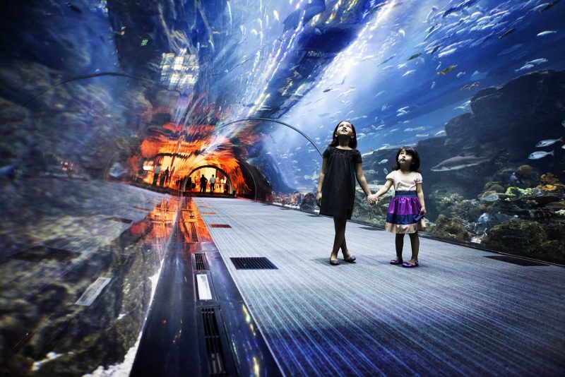 Get immersed in the Dubai Aquarium & Underwater Zoo.