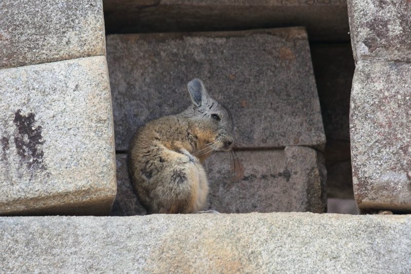 A viscacha, a type of chinchilla, hiding in a stone niche at Machu Picchu.
