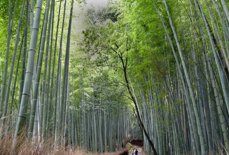 Ellen Miller: "We'd never seen anything like this bamboo forest near Kyoto — winding, lush and mesmerizing."