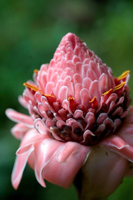 A striking tropical flower in Dominica. 