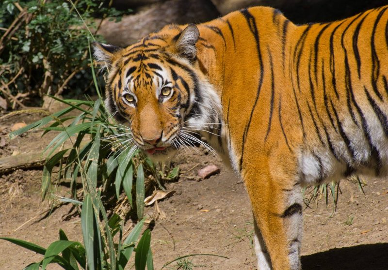 A Malayan tiger at the San Diego Zoo.