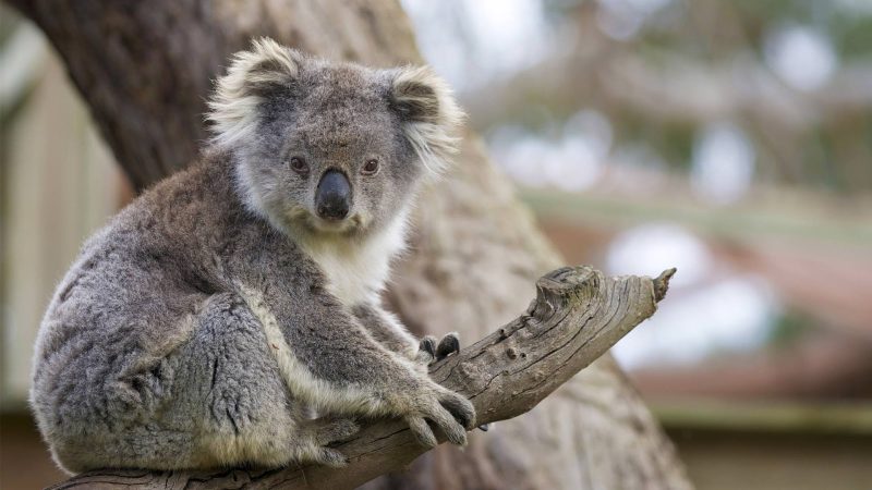 A male Queensland koala at the San Diego Zoo.