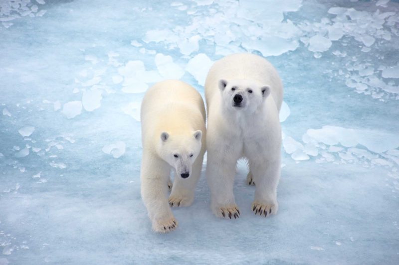 See polar bears and other wildlife during a Ponant cruise to Prince Leopold Island in the arctic regions of Canada.