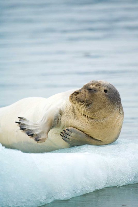 A bearded seal lolls on pack ice in Svalbard, Norway, during a Lindblad Expedition.