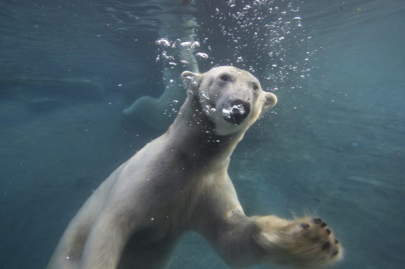 A polar bear swimming underwater in the Conrad Prebys Polar Bear Plunge area of the San Diego Zoo.
