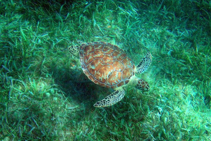 A sea turtle at Tamarindo Beach on Isla de Culebra in Puerto Rico.
