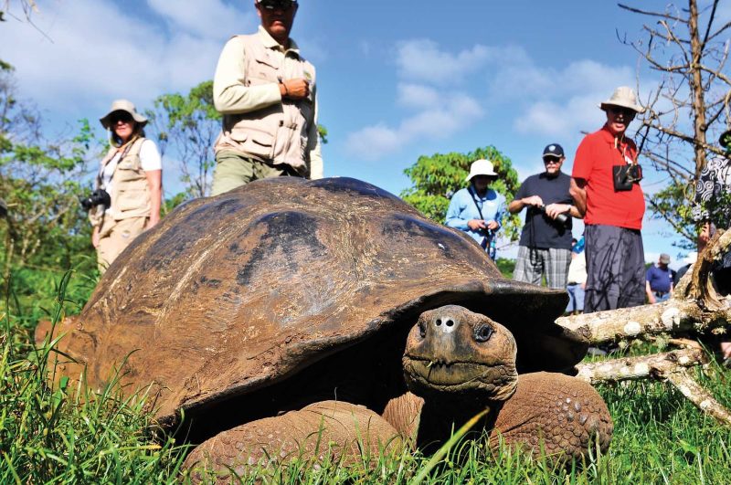 Ready for his closeup: A Galapagos giant tortoise doing his best Mr. Burns imitation.