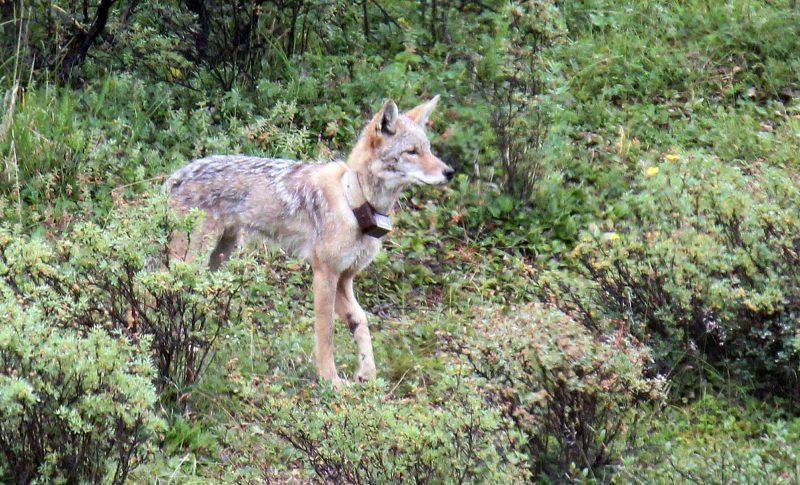 A fox with a tracking collar in Denali National Park, Alaska.
