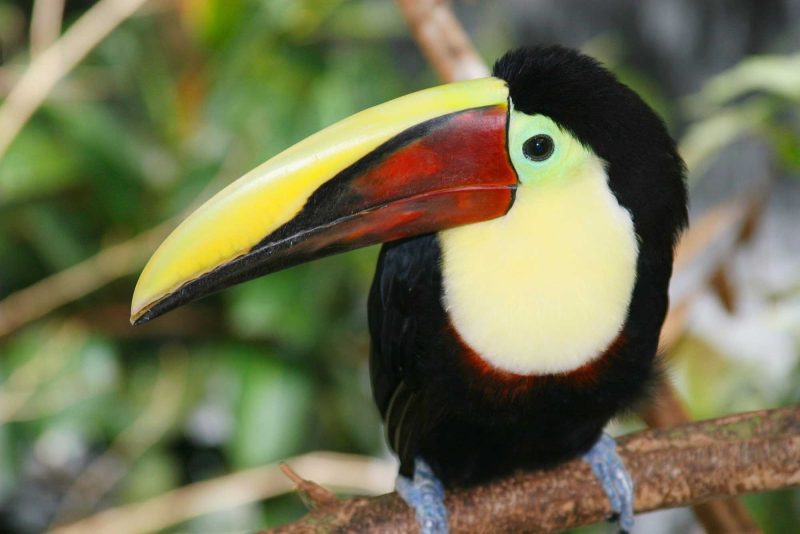Encounter toucans and other exotic birds up close on a trip to the tropics.