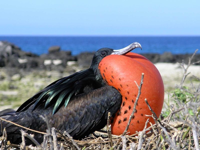 A frigate bird gets a little puffed up in the Galápagos.