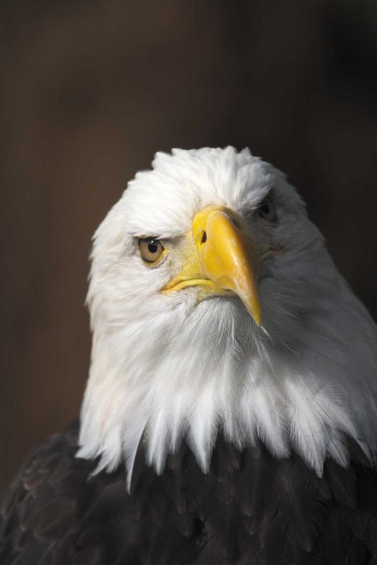 See a majestic bald eagle during a Lindblad Expedition visit of Baranof Island, Alaska.