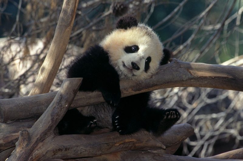 Striking a pose: One of the three panda bears at the San Diego Zoo.