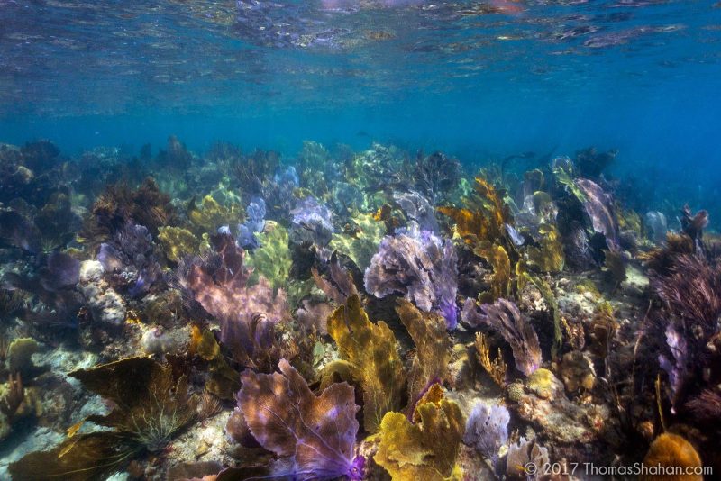 Sea fans in a reef on Culebra Island in Puerto Rico.