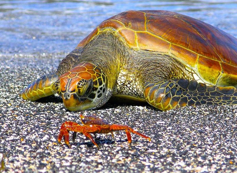 Christine Loomis: “I love this shot. Once the turtle starting swimming toward shore, all I had to do was lay on a rocky beach for a while and wait. The Galapagos are just zillions of photo ops waiting to happen.”