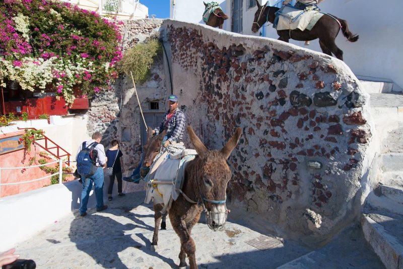 Donkey power used to be the primary way visitors would ascend the steps of Oia, Santorini.
