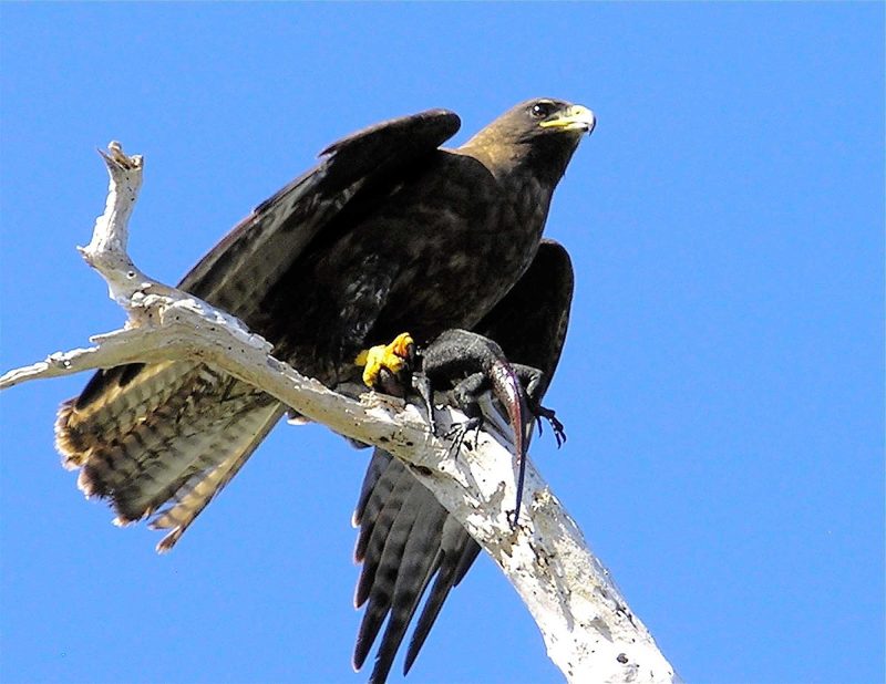 A hawk taking off in the Galápagos.