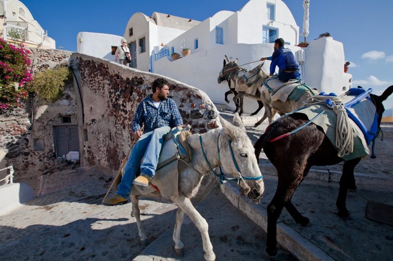 Donkeys making their way up the steps of Oia, Santorini.