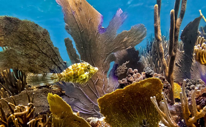Tropical fish in a coral reef on Culebra Island in Puerto Rico.